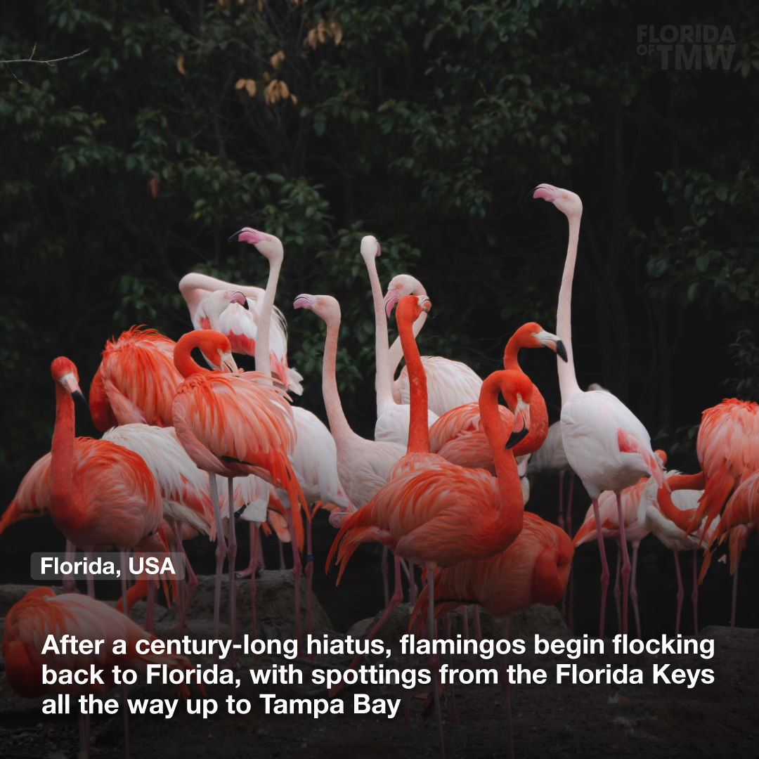 After a century-long hiatus, flamingos begin flocking back to Florida, with spottings from the Florida Keys all the way up to Tampa Bay