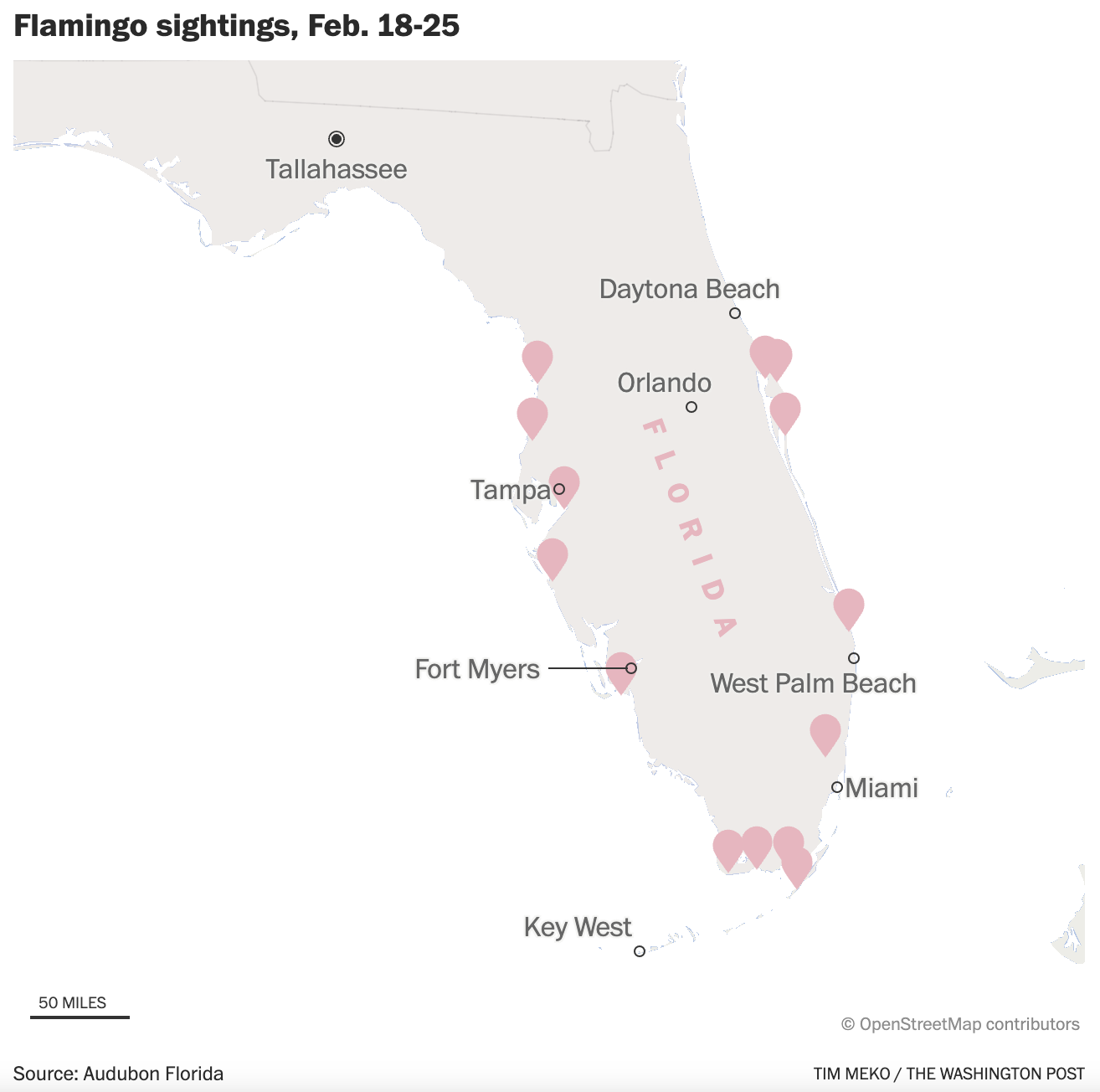 flamingos flock back to Florida